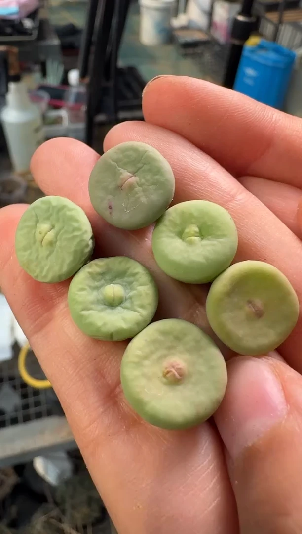 疯狂的多肉石头30红嘴特选一颗