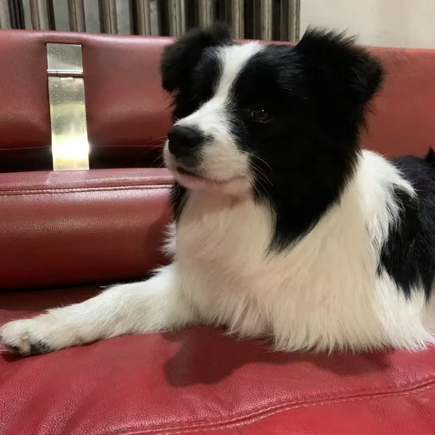 （福园边牧犬舍）T狗狗活体