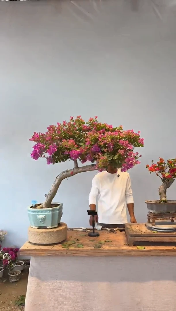 全部花朵1**9三角梅98