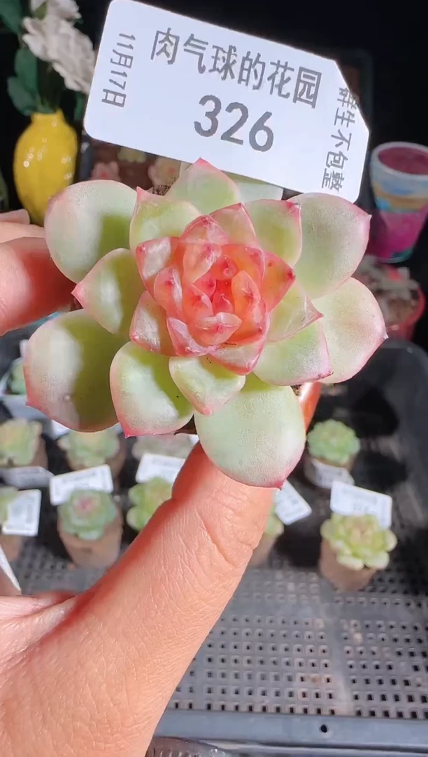 1117-326无土糖心麦秆群生不包整