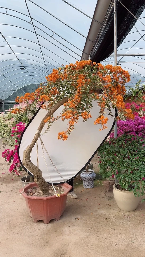 【闪购商品】盆景黎明三角洲