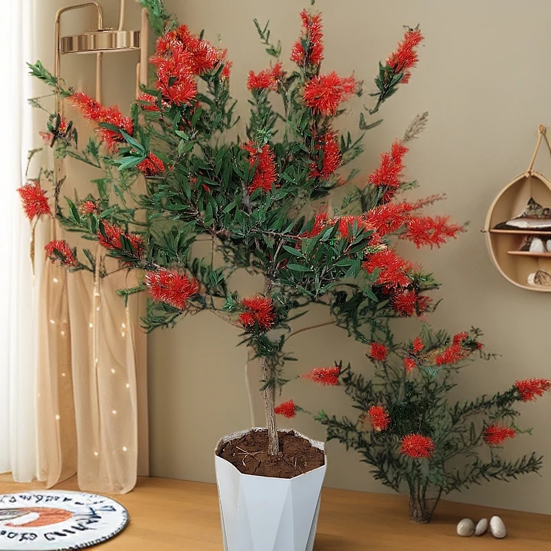 红千层树苗植物盆栽室内花卉绿植耐寒钱串子柳毛绒花庭院绿化