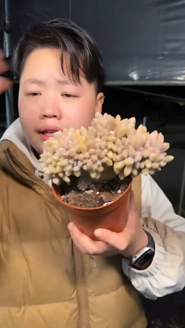 醉美人缀化带盆土 2.99