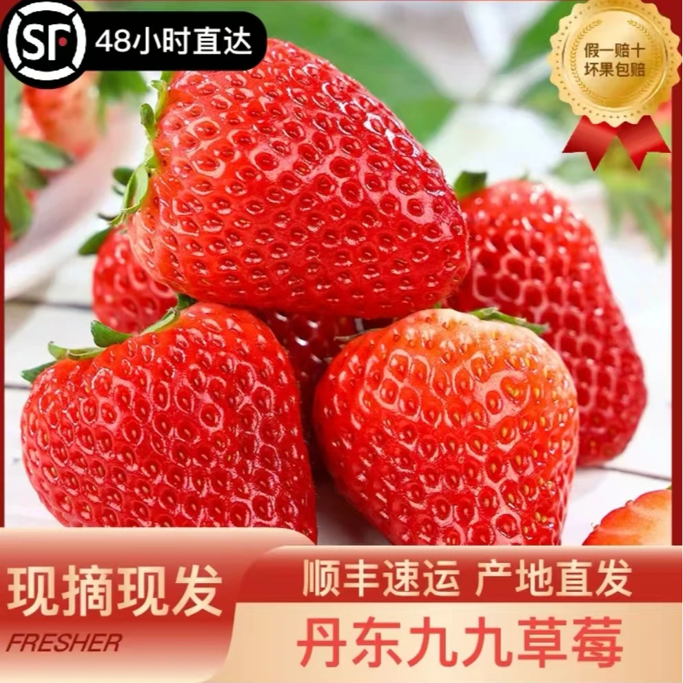 丹东九九大草莓新鲜采摘