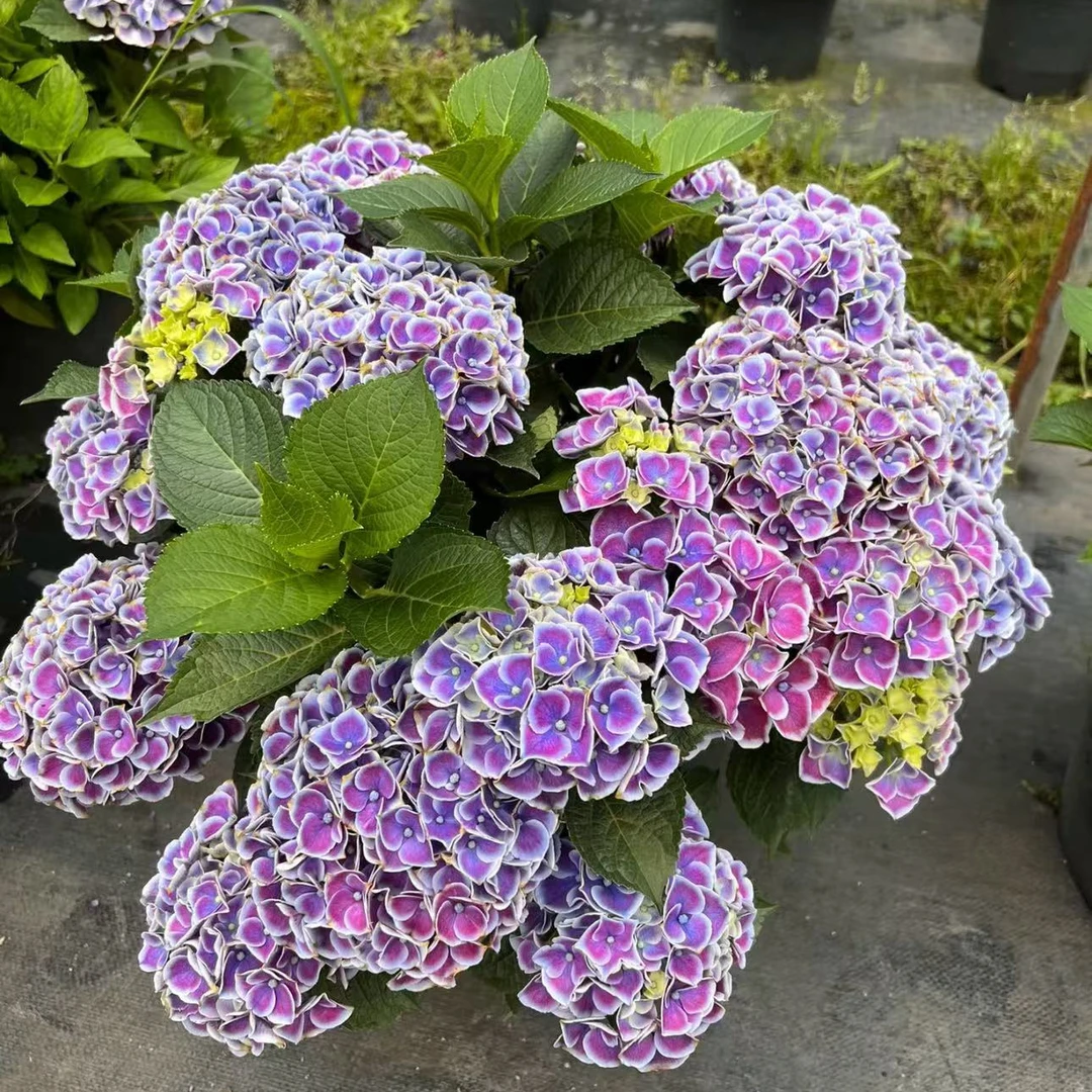 蒂沃利绣球花苗盆栽无尽夏阳台庭院别墅花园植物多年生四季耐寒