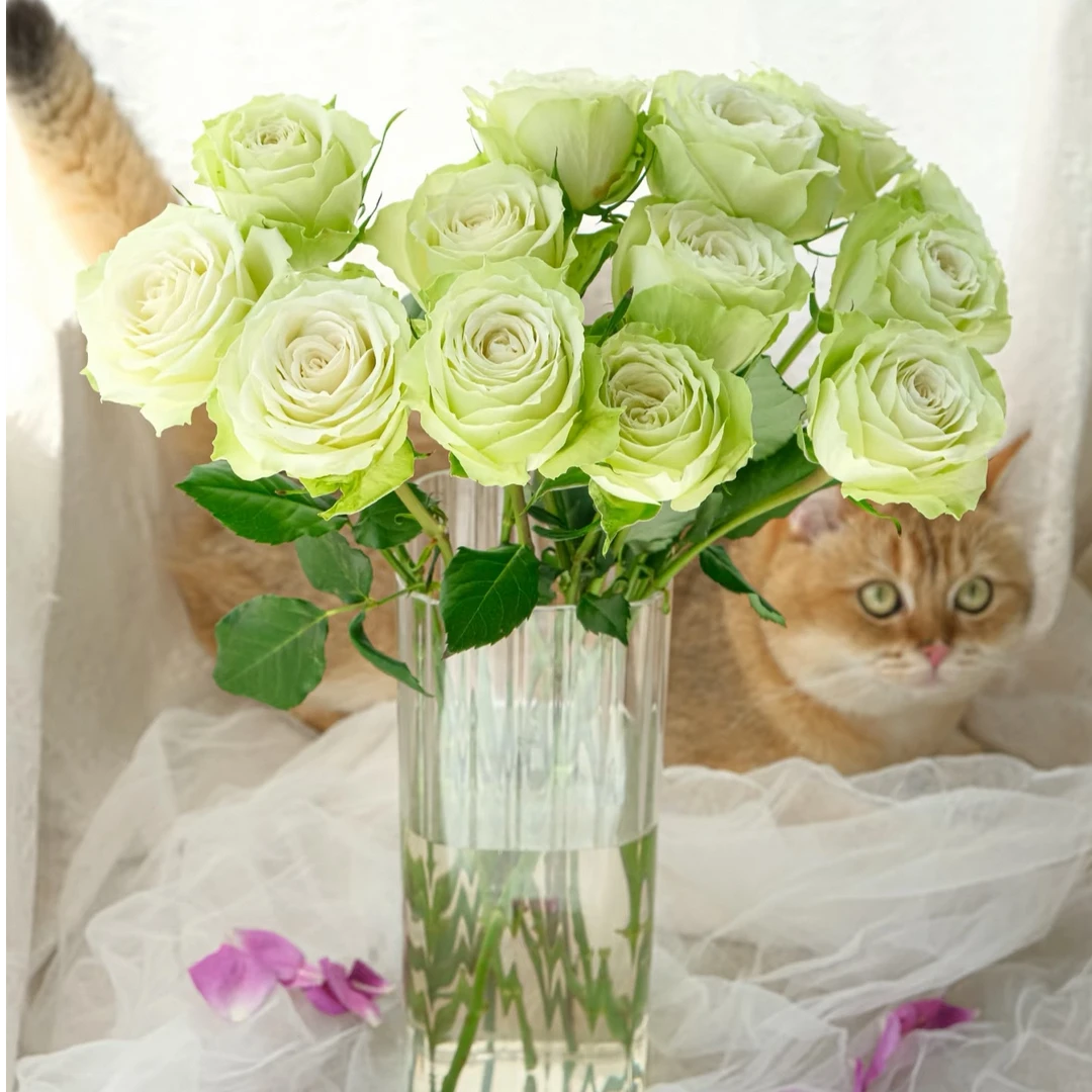 【独鬏鬏优选】A级鲜花 [薄荷茶] 单头玫瑰 新鲜采摘鲜活冷链