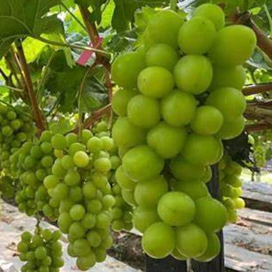 2斤【很甜的阳光玫瑰】云南阳光玫瑰，纯甜无籽，甜度高 一筐新鲜【晚上场】云南省