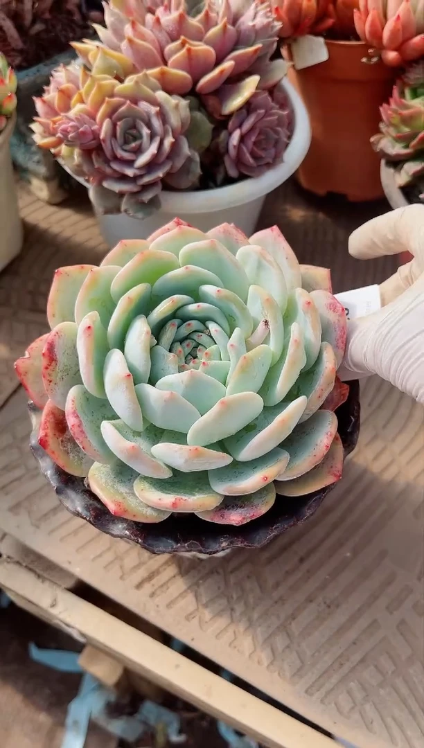 【闪购商品】02395