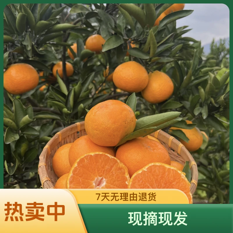 【顺丰包邮】自然生长老树蜜橘，现摘现发 拍 5 发 6 ，拍 8 发 10