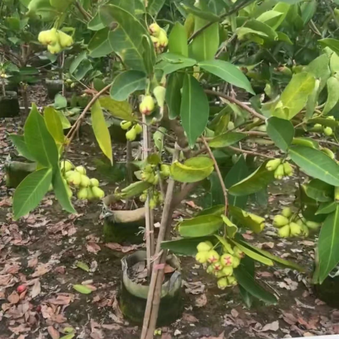 黑金刚莲雾庭院绿植一物一拍