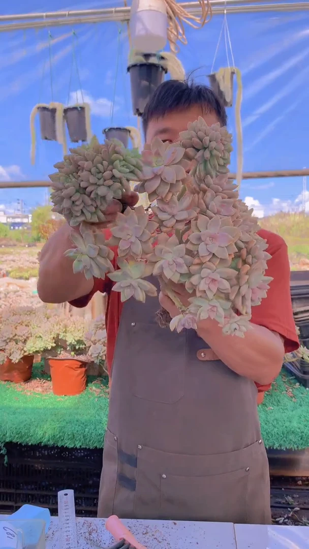 181淡雪缀化一物一拍