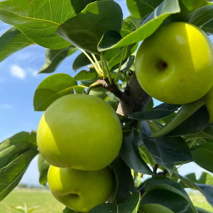 退林还耕 最新品种梨树翠玉梨又叫苹果梨细嫩化渣青皮白肉自花结