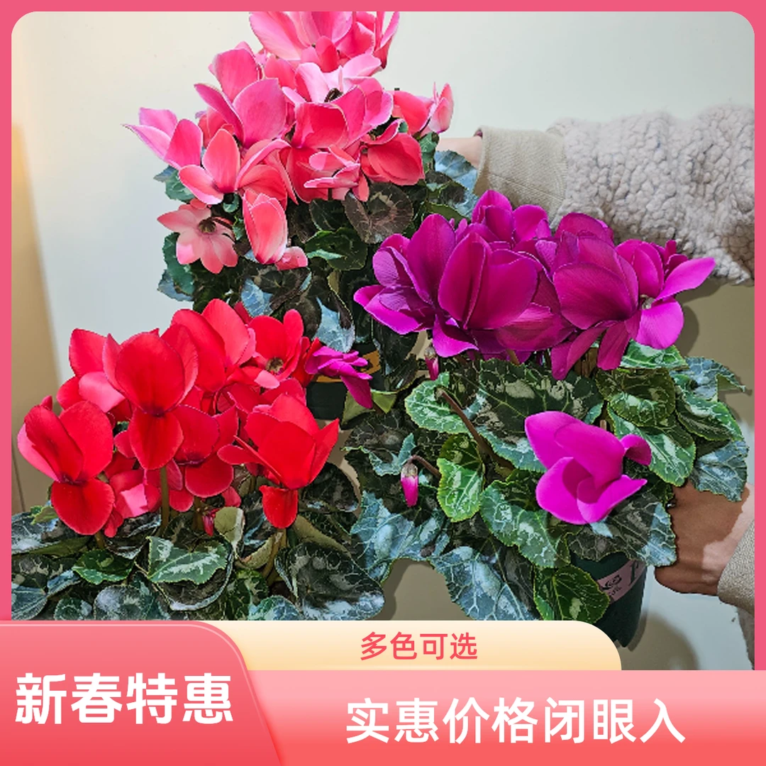 【新春特惠】仙客来加仑盆（多色可选）