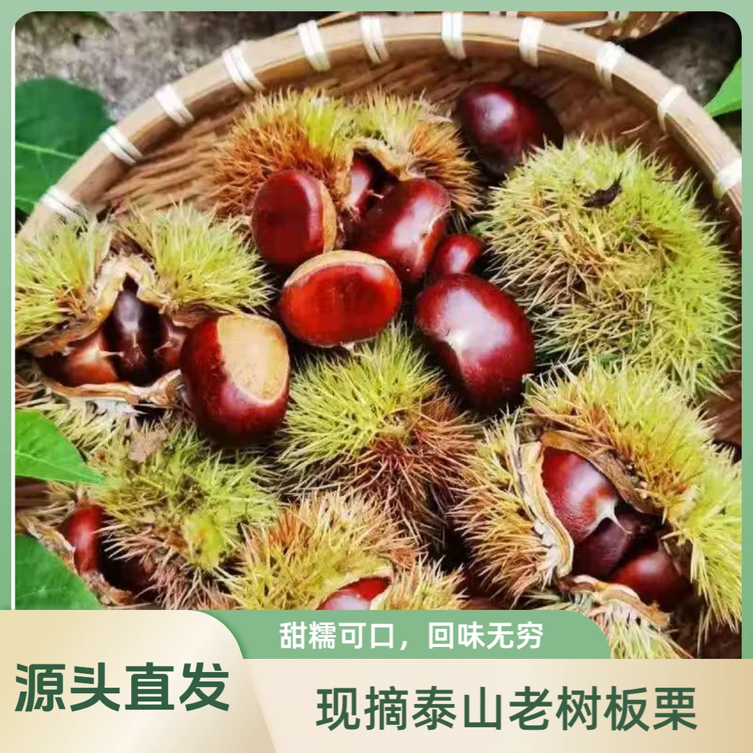【顺丰包邮】新鲜泰山板栗现摘现发正宗美味