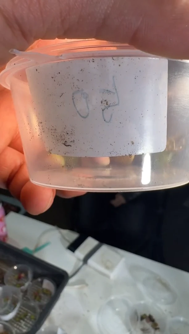 115多肉植物肉锥盒子一个