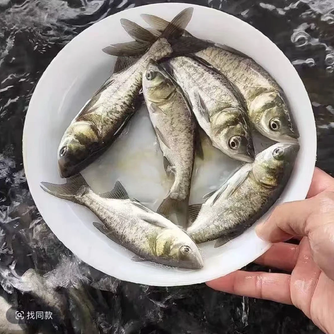 花鲢鱼大头鱼苗超大鲢鳙超大大头鱼苗胖头鱼淡水养殖食用宠物活体