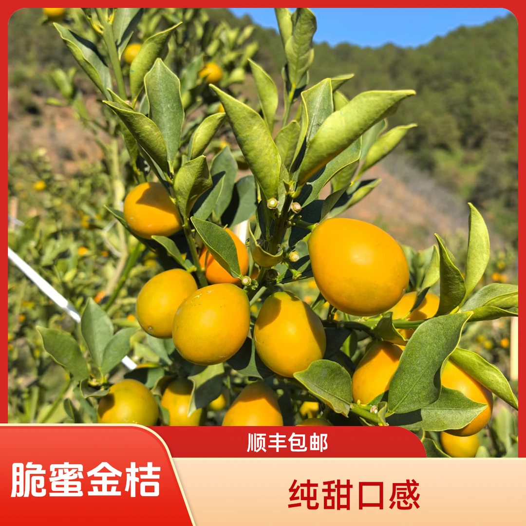 【顺丰】大凉山第三代脆蜜金柑无籽金桔现摘多汁肉厚化渣当季水果