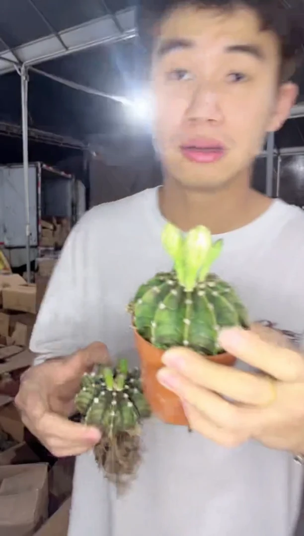 2颗 肋骨牡丹【带花苞】6-8cm