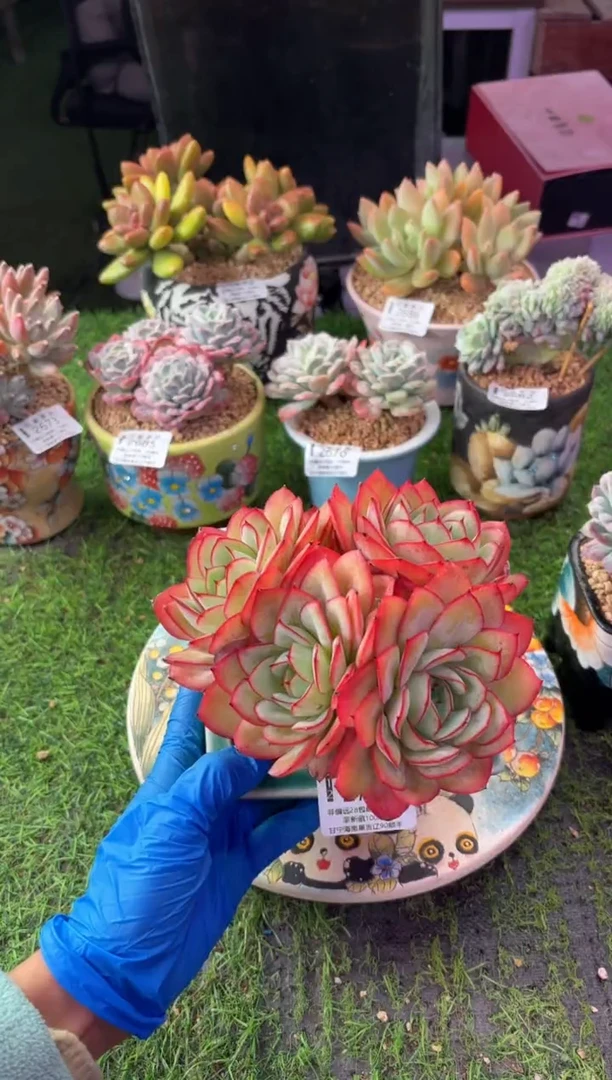 昆明印象多肉2750