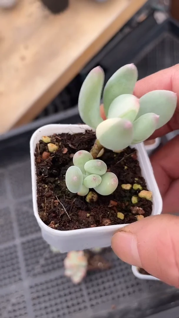 1颗    多肉   722