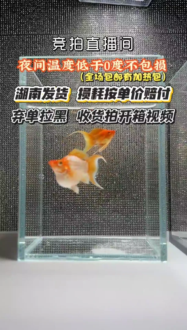 孔雀鱼柠檬玛玛丽球