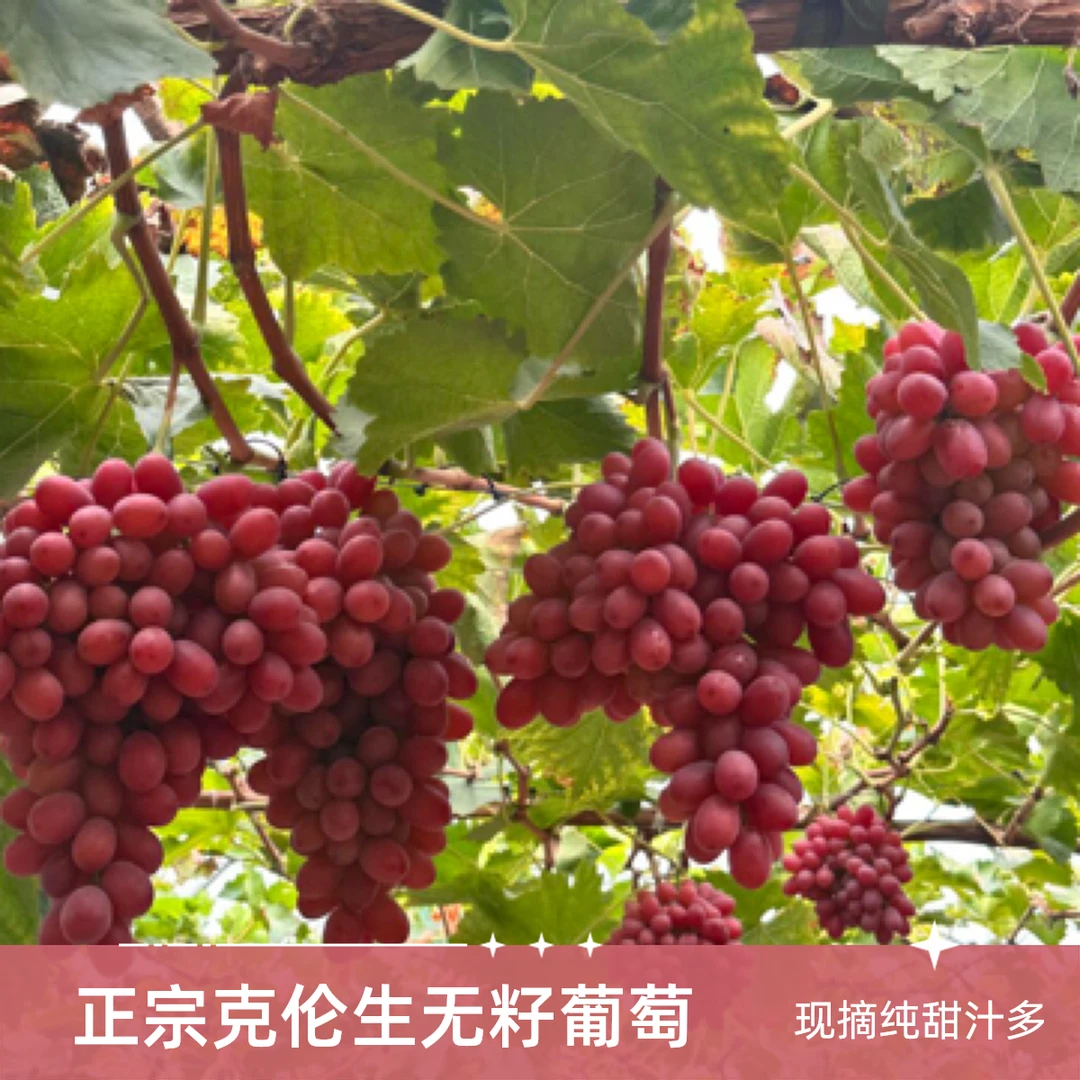 【JD包邮到家】正宗精品克伦生无籽葡萄现摘纯甜汁多新鲜水果