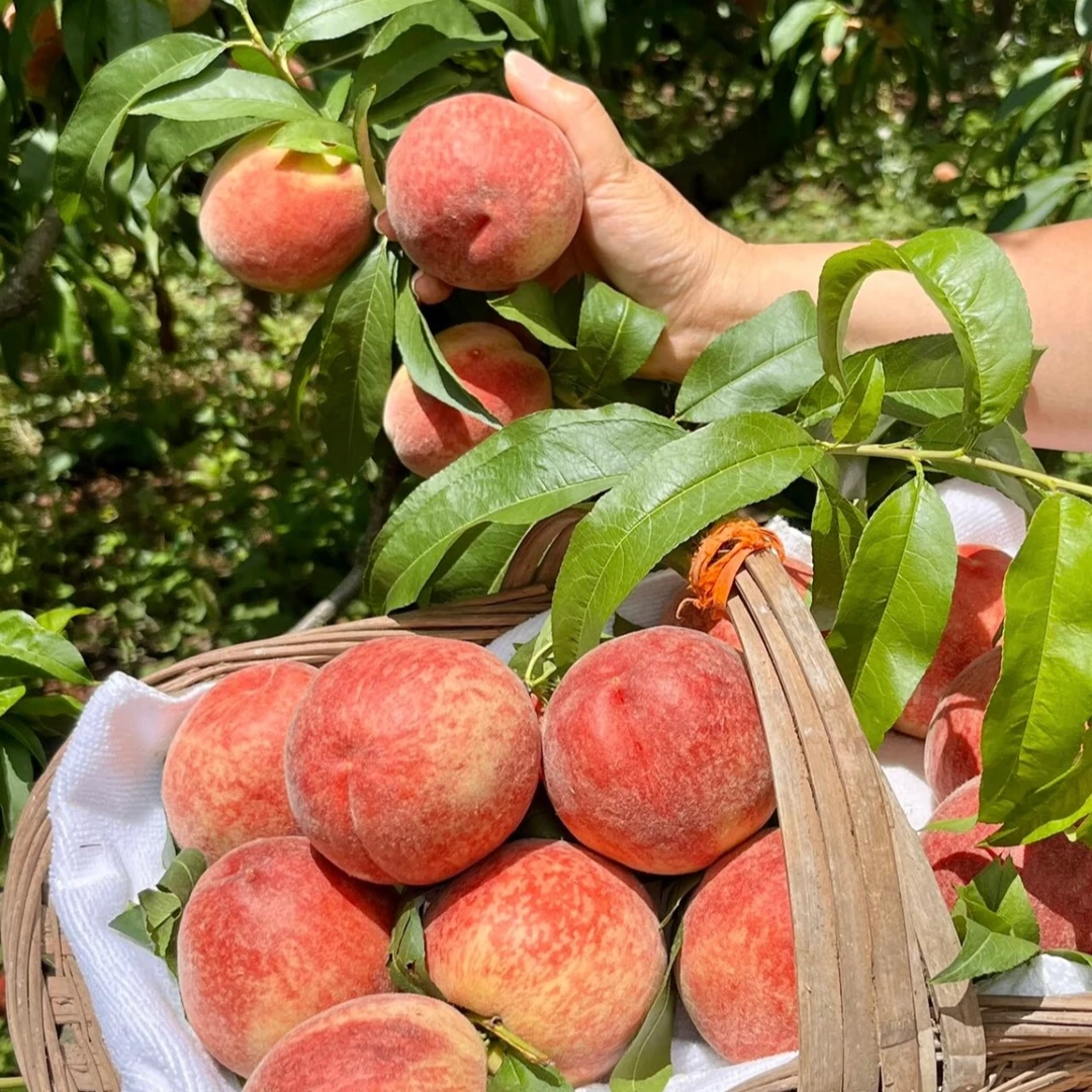 水蜜桃7.8/份 500g山东省