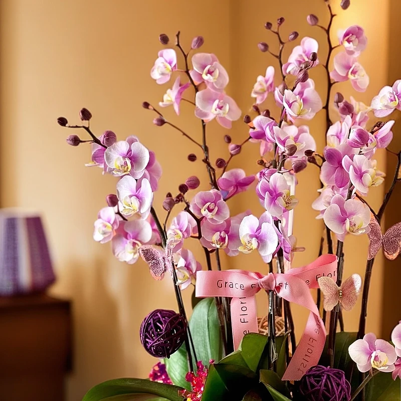 蝴蝶兰绝代双骄【小梅花】室内观花植物四季开花陶瓷盆栽客厅装饰