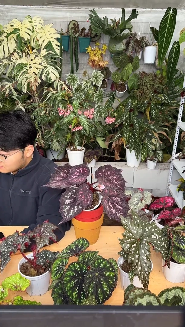 完全开放嘉顿先生