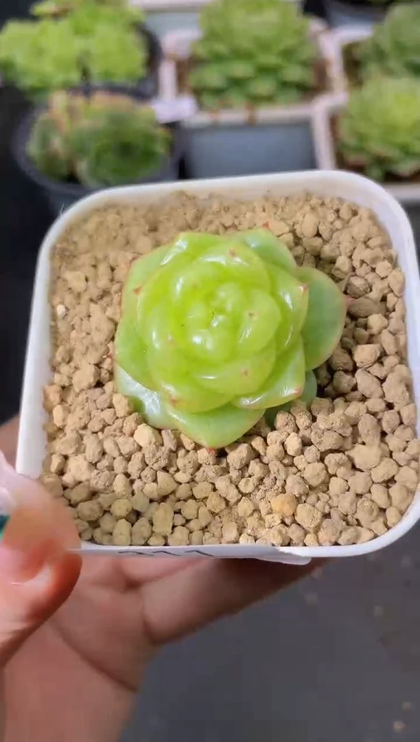 311无双一物一拍