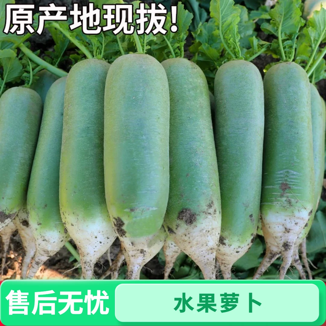 【坏果包赔】新鲜水果青萝卜现拔现发青皮绿瓤脆甜爽口产地直供