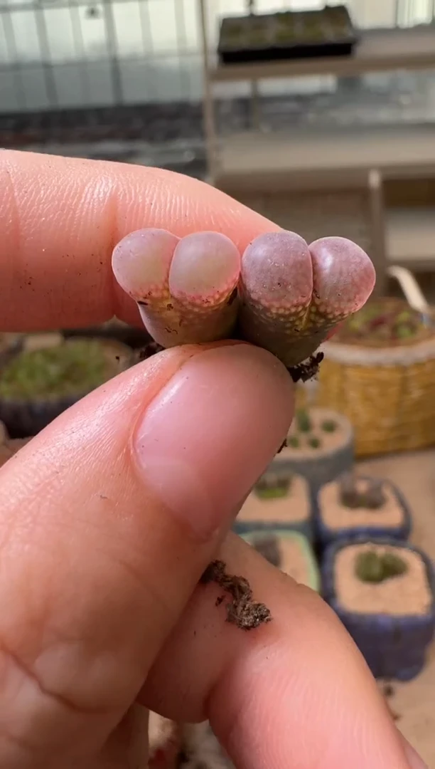 7-363多肉植物肉锥