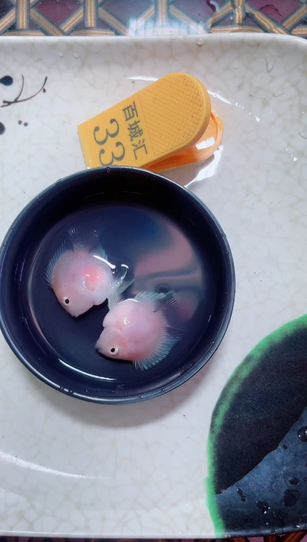 鹦鹉鱼胭脂一对2条