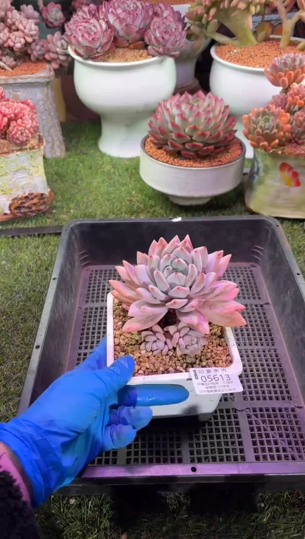 【闪购商品】05613