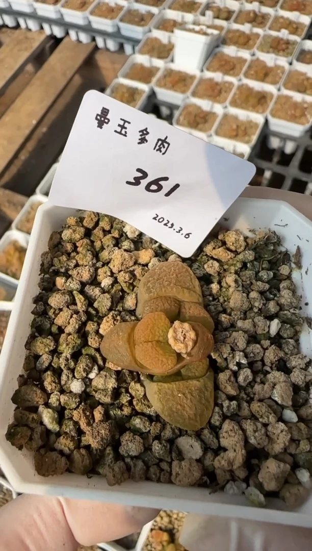 【闪购商品】3.9-361