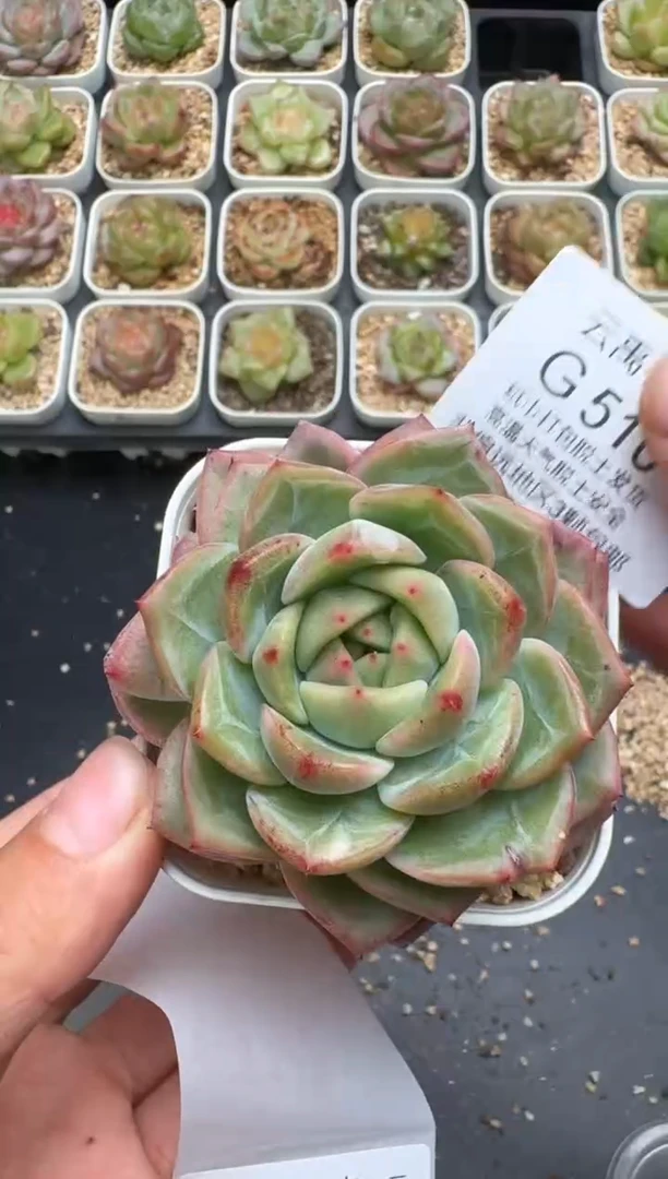 510G云禹多肉植物 脱土纸巾打包 3颗包邮