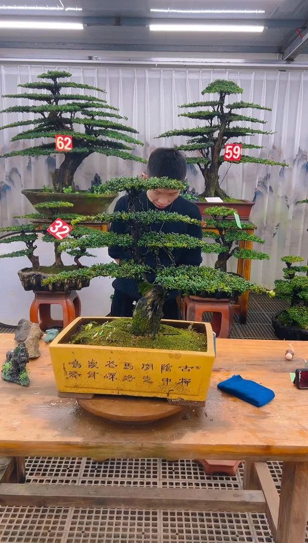 无花朵孟精品盆景直播间一物一拍