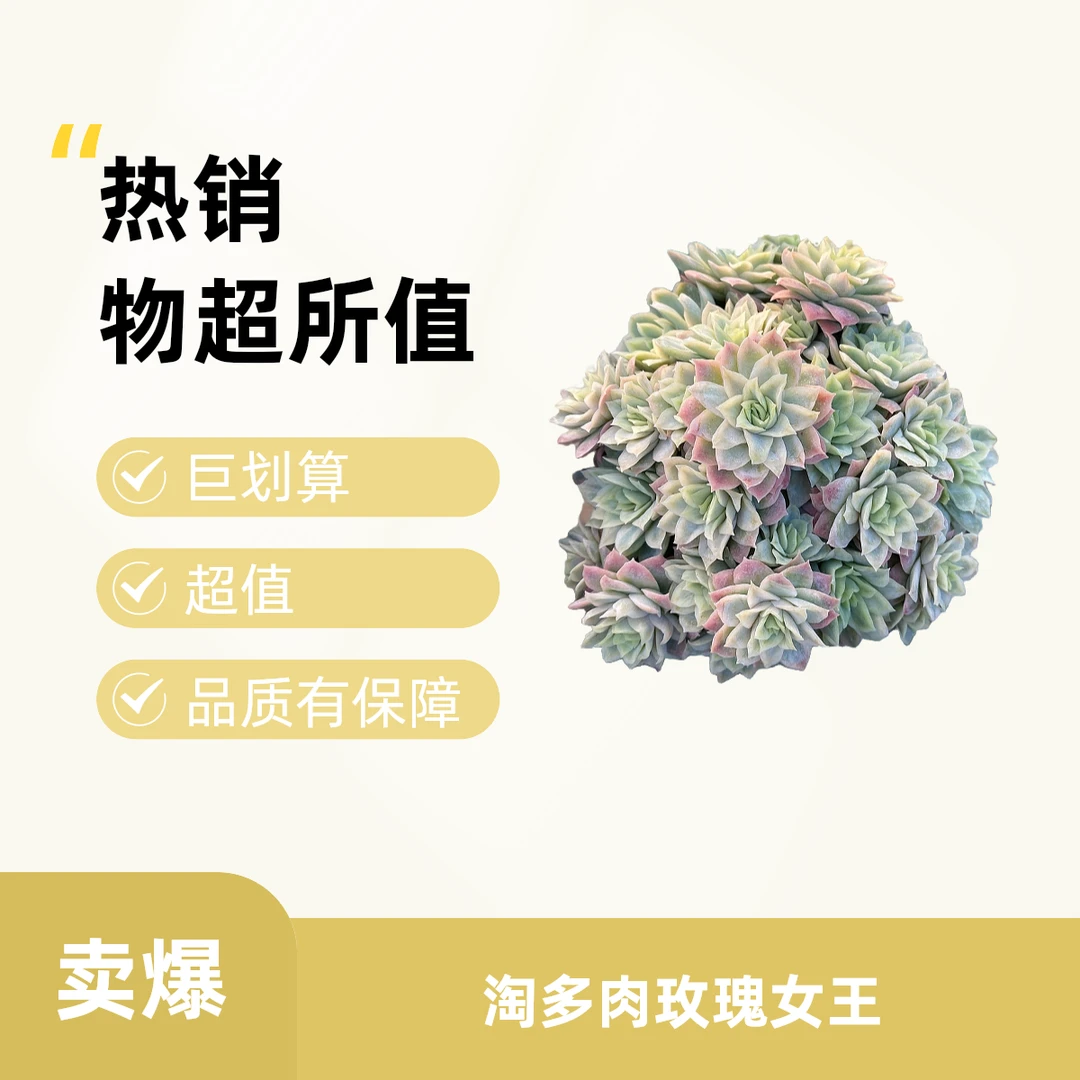 淘多肉新品玫瑰女王锦头多自然群 多肉 多肉植物简单春季红色