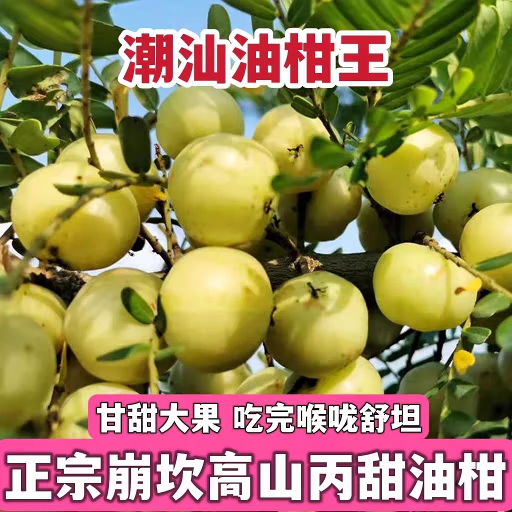 正宗油甘果苗潮汕嫁接崩坎狮头甜油甘苗柿饼甜油甘果树苗南方种植