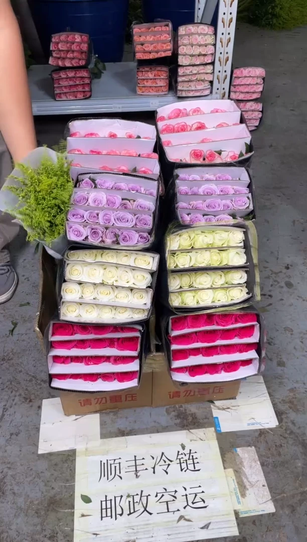 佛洛依德20枝+骄傲20枝+海洋之歌20枝+艾沙20枝+黄莺