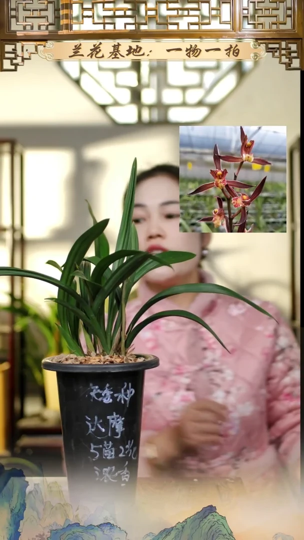 全部花苞达摩5苗2花苞