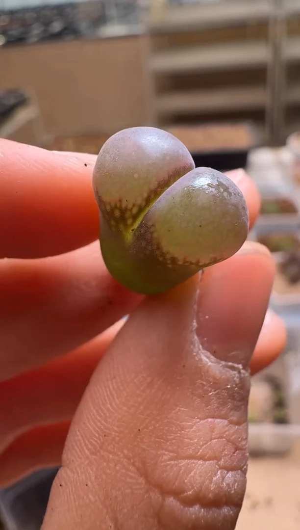 肉石头（25-31）1103·001