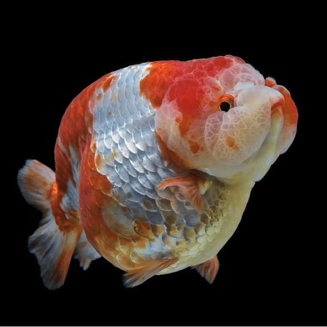 小鱼泡泡塘兰寿金鱼观赏鱼活体