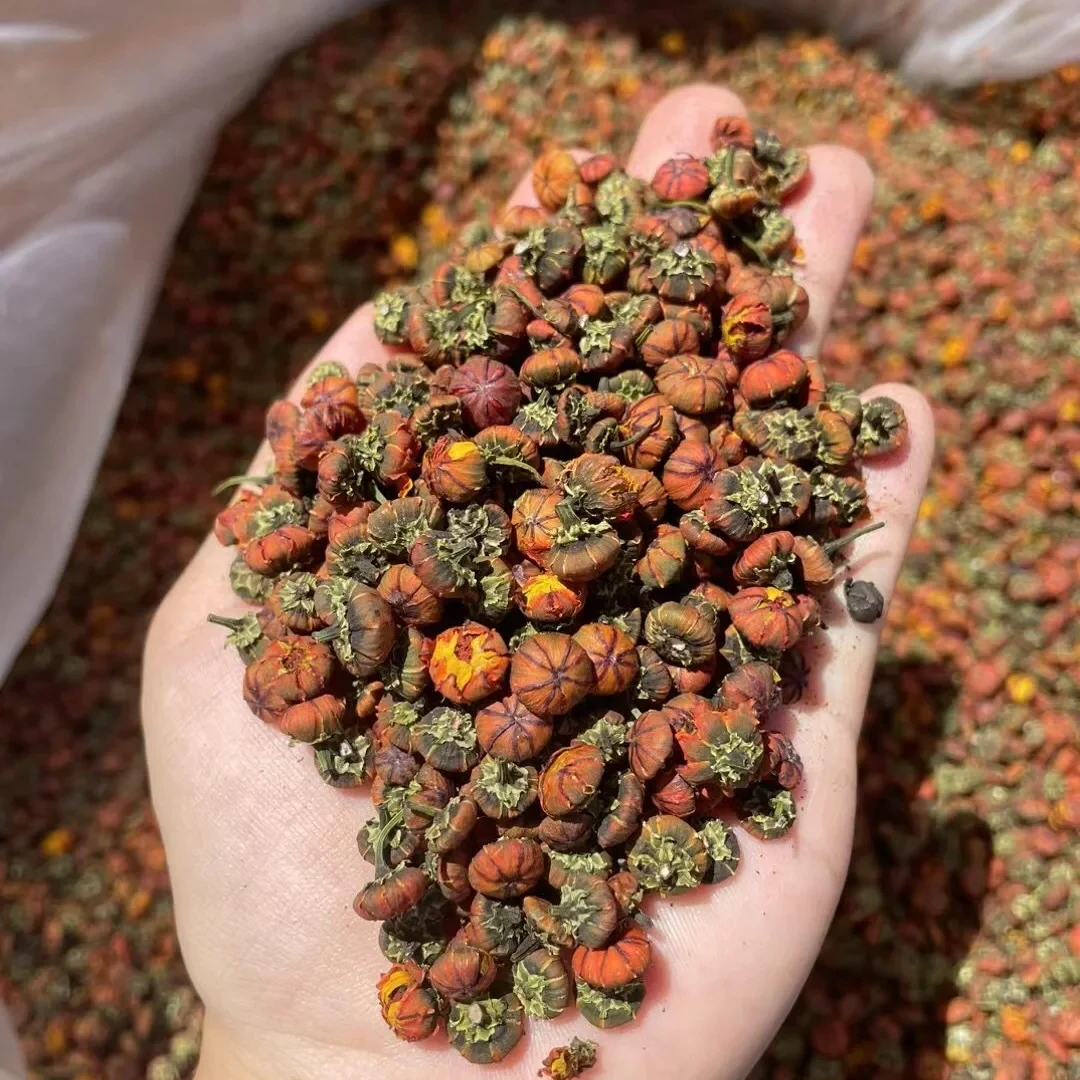 【山货】雪胎菊雪菊高寒高海拔雪胎菊