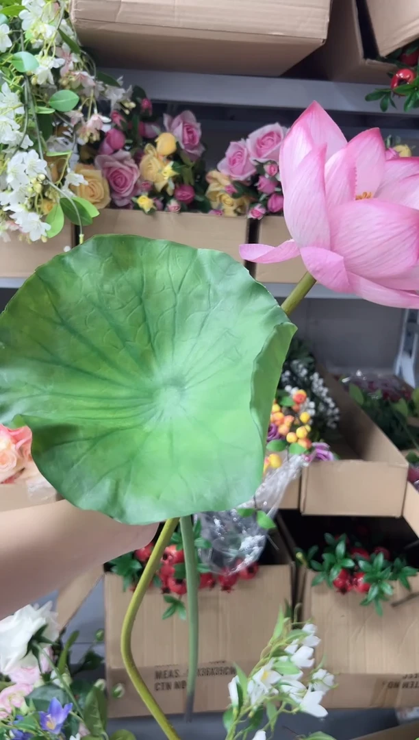 【****室1枝大荷叶1枝荷花