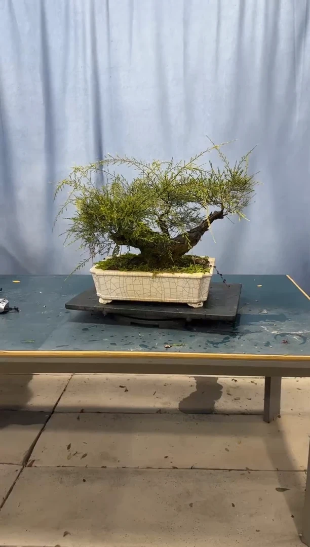 【闪购商品】盆景岗松