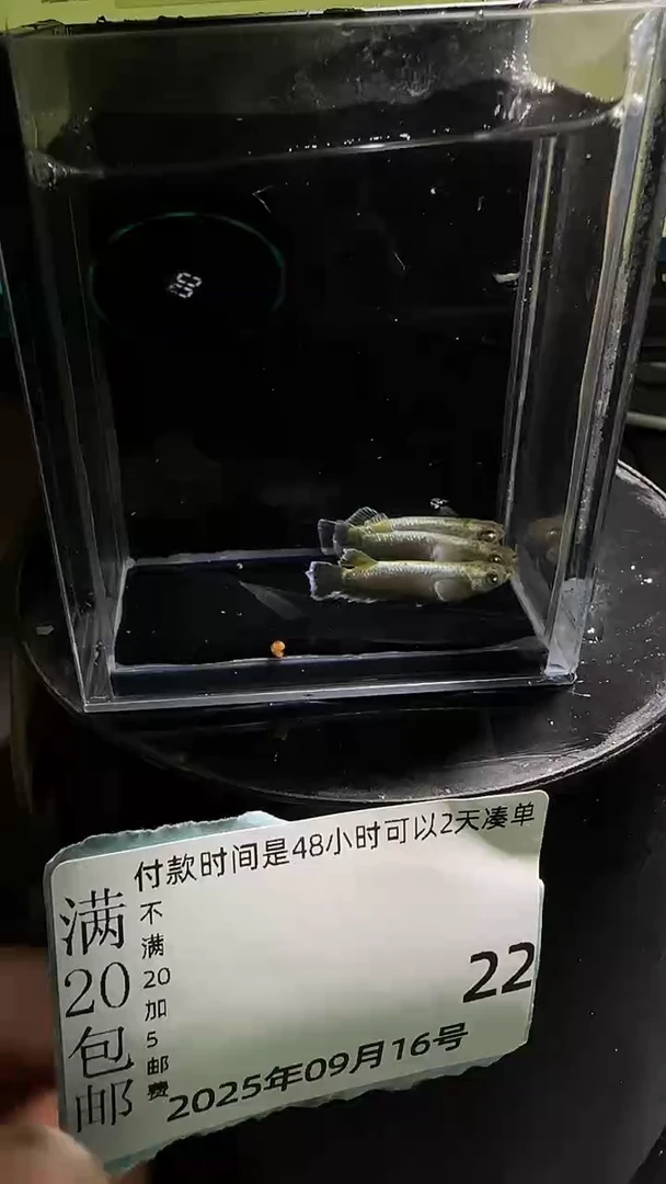 青鳉鱼观背青鳉观背青鳉22