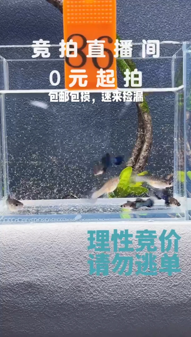孔雀鱼小熊猫三对编号86