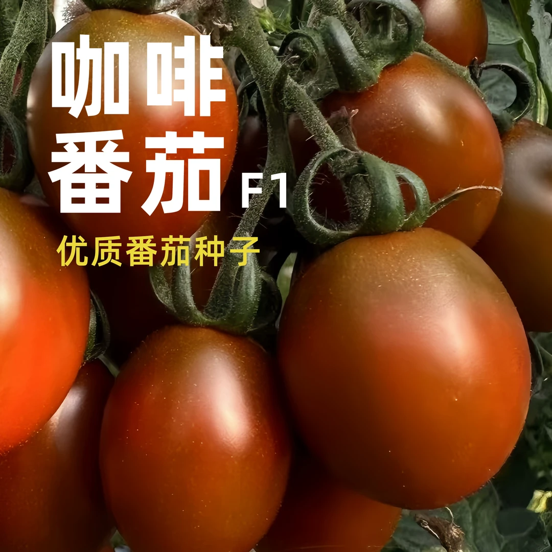咖啡番茄种子F1 咖啡色小番茄 口感好糖度高