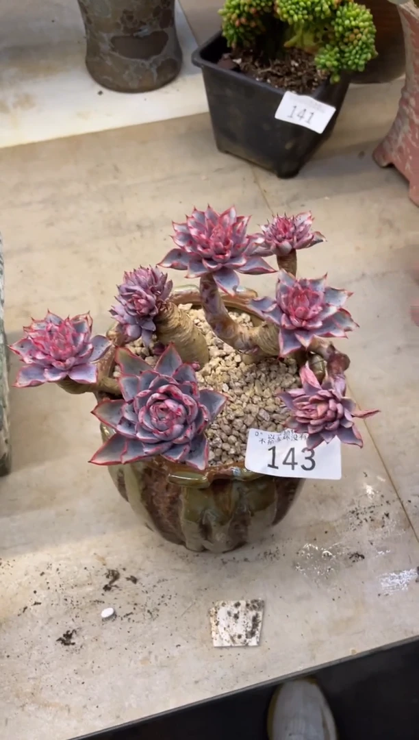 【闪购商品】143赫拉